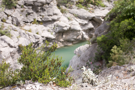 A small pine tree against a mountain lake on the backgroundの写真素材