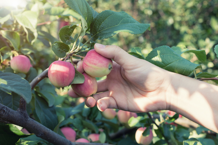A woman hand picking a red ripe apple from the apple treeの写真素材