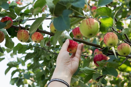 A woman hand picking a red ripe apple from the apple treeの写真素材