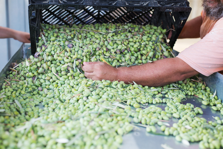 Sorting the ripe green olivesの写真素材