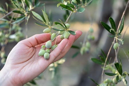 Female hand holding a branch of olivesの写真素材