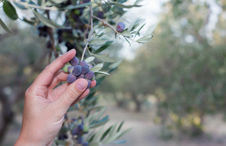 Hand holding a branch of ripe olivesの写真素材