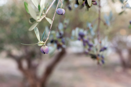 Olives on an olive tree branch. A detail closeup of ripe olives with selective focusの写真素材