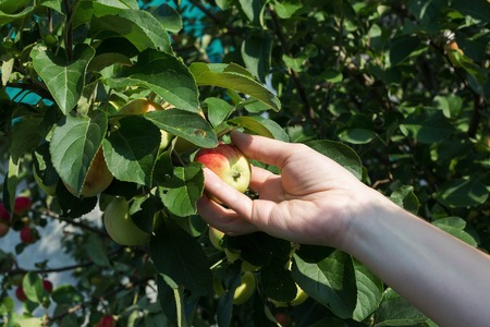 A woman hand picking a red ripe apple from the apple treeの写真素材