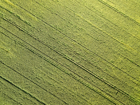 Aerial drone photography. Flying over the cornfieldの写真素材