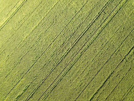 Aerial drone photography. Flying over the cornfieldの写真素材