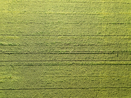 Aerial drone photography. Flying over the cornfieldの写真素材
