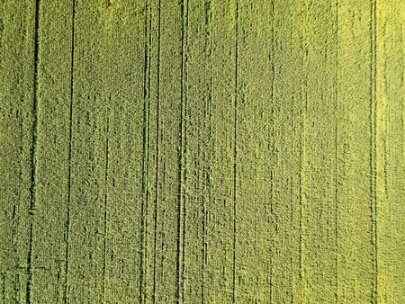 Aerial drone photography. Flying over the cornfieldの写真素材