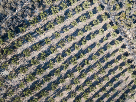 Aerial photo of an olive grove on the hillsの写真素材