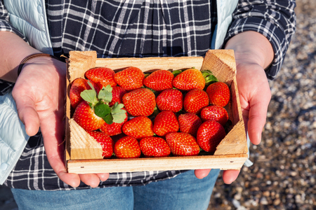 Female hands holding wooden box full of ripe straberryの写真素材