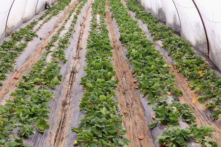 Organic strawberry plant growing in green houseの写真素材