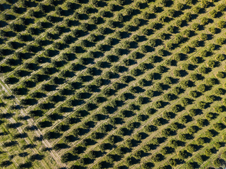 Aerial photo of an orange grove in springの写真素材