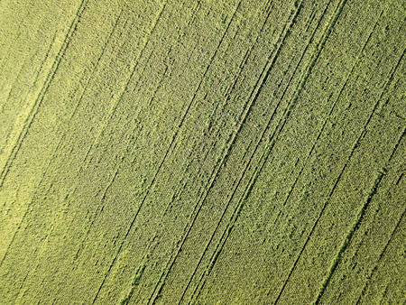 Aerial drone photography. Flying over the cornfieldの写真素材