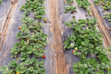 Organic strawberry plant growing in green houseの写真素材