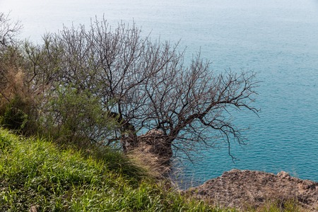 A green grass and graphic leaves free tree against a blue sea backgroundの写真素材