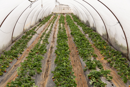 Organic strawberry plant growing in green houseの写真素材