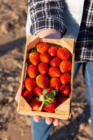 Female hands holding wooden box full of ripe straberryの写真素材