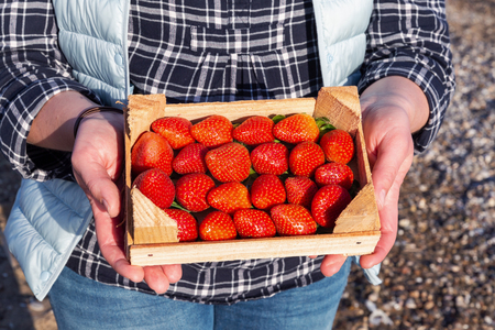 Female hands holding wooden box full of ripe straberryの写真素材