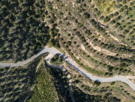 A winding road passes through a valley of olive grovesの写真素材