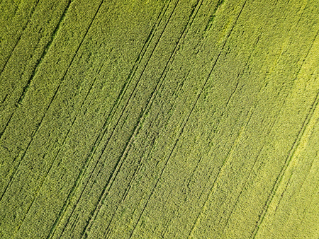 Aerial drone photography. Flying over the cornfieldの写真素材
