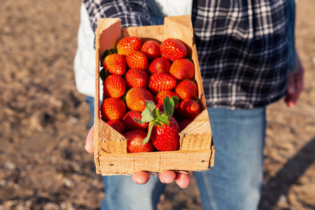 Female hands holding wooden box full of ripe straberryの写真素材