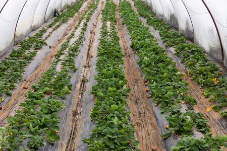 Organic strawberry plant growing in green houseの写真素材