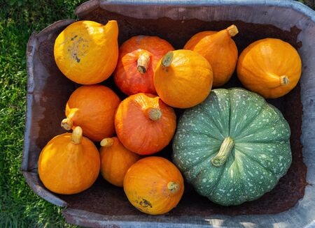 A flat lay photo of colorful pumpkins collected at harvestの写真素材