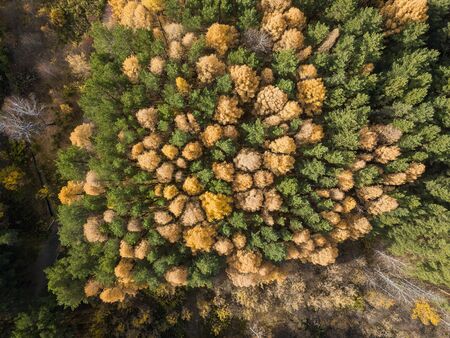 Aerial photo of colorful forest in autumn season. Yellow and green treesの写真素材