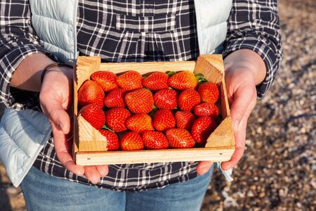 Female hands holding wooden box full of ripe straberryの写真素材