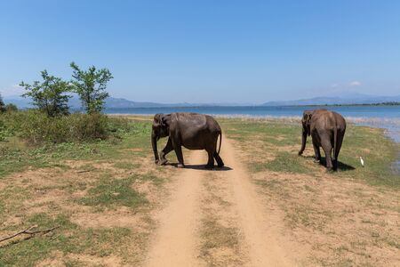 Close up of elephants eating in a Udawalawe National Park of Sri Lankaの写真素材