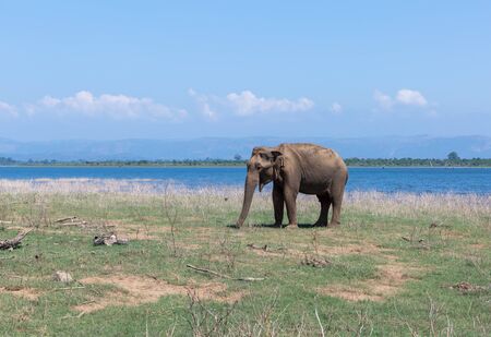 Close up of elephant eating in a Udawalawe National Park of Sri Lankaの写真素材