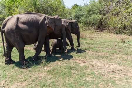 Close up of elephant family with a newborn baby elephant in a National Park of Sri Lankaの写真素材