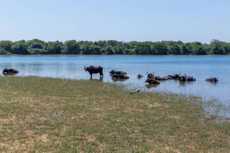 Wild buffaloes escape from the heat in the lake in Udawalawe National Parkの写真素材