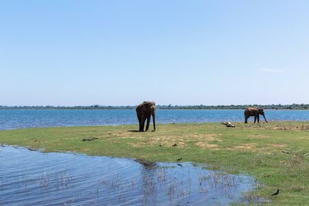 Two elephants eating in a National Park of Sri Lanka
