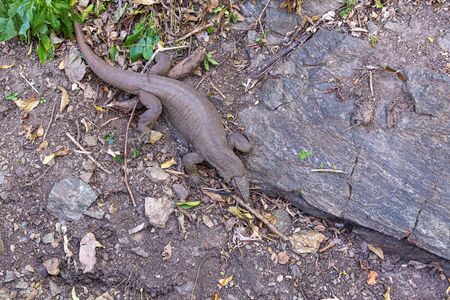 Water monitor lizard - Varanus salvator - in Sri Lankaの写真素材