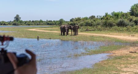 Elephants splashing mud in the National Park of Sri Lankaの写真素材