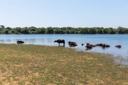 Wild buffaloes escape from the heat in the lake in Udawalawe National Parkの写真素材