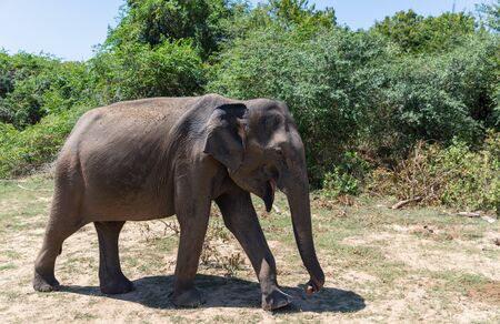 Close up of elephant in a Udawalawe National Park of Sri Lankaの写真素材