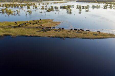 The horse herd graze along the shore of the lake. Wild horses in natureの写真素材