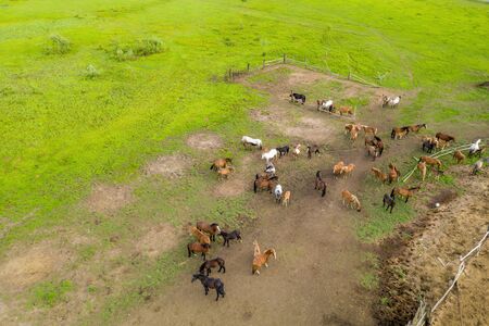 Aerial drone photo of the herd of horses returned from the pasture