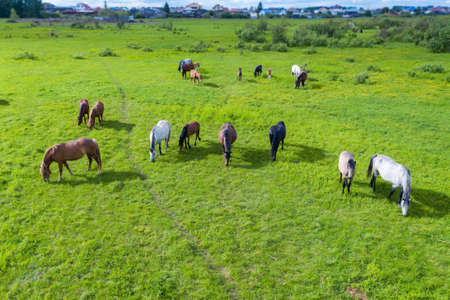A herd of horses graze in a green meadow along the riverの写真素材