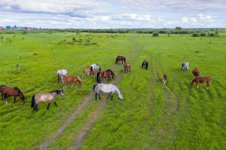 A herd of horses graze in a green meadow along the riverの写真素材