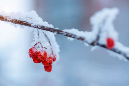 Red rawanberry covered with snow in winter dayの写真素材