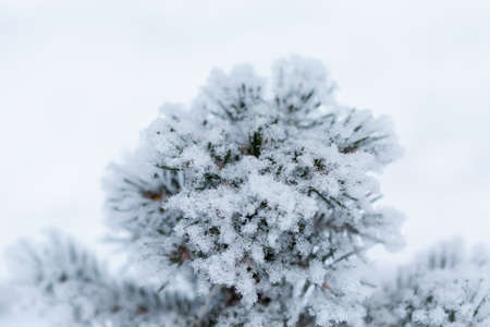 Snow covered fir tree branch in winterの写真素材