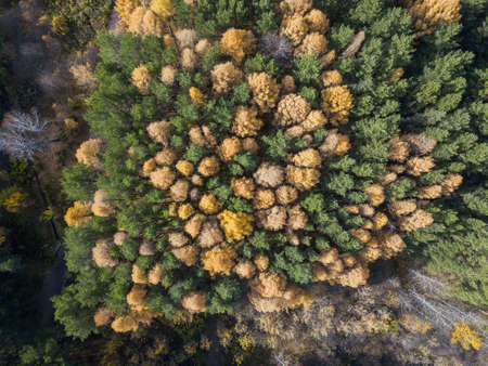 Aerial photo of colorful forest in autumn season. Yellow and green treesの写真素材