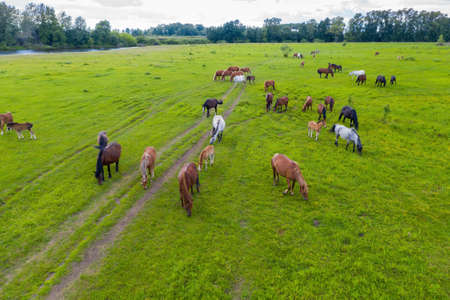 A herd of horses graze in a green meadow along the riverの写真素材