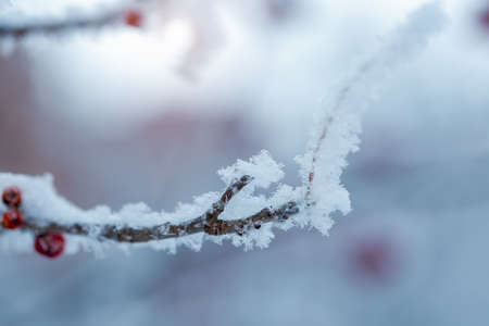 Red rawanberry covered with snow in winter dayの写真素材