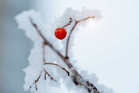 Red rawanberry covered with snow in winter day
