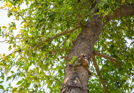 Green iguana hiding on a tree trunkの写真素材