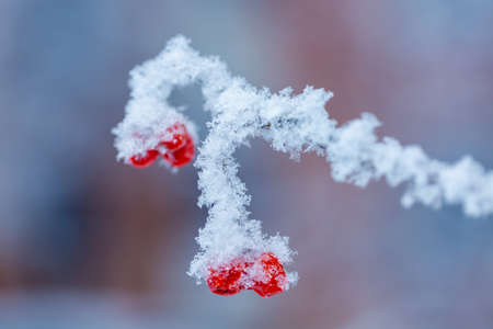 Red rawanberry covered with snow in winter dayの写真素材